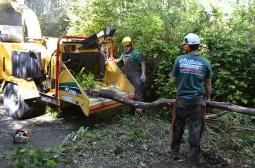 tree services Canyon Day